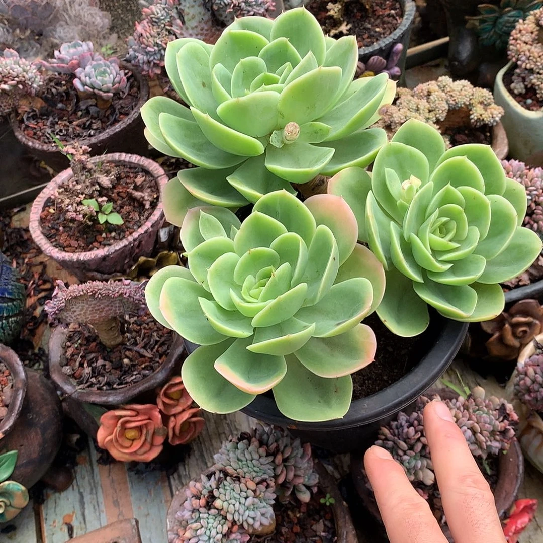 星纳塔15.8 多肉植物量拍