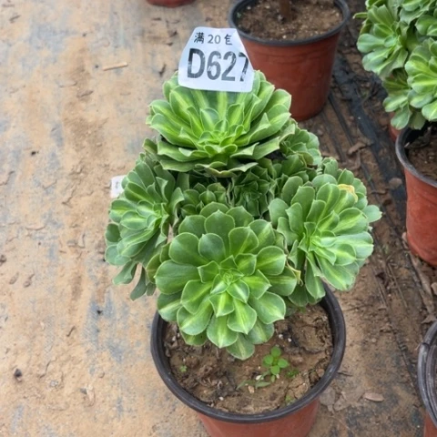 627琉璃翡翠不包断枝