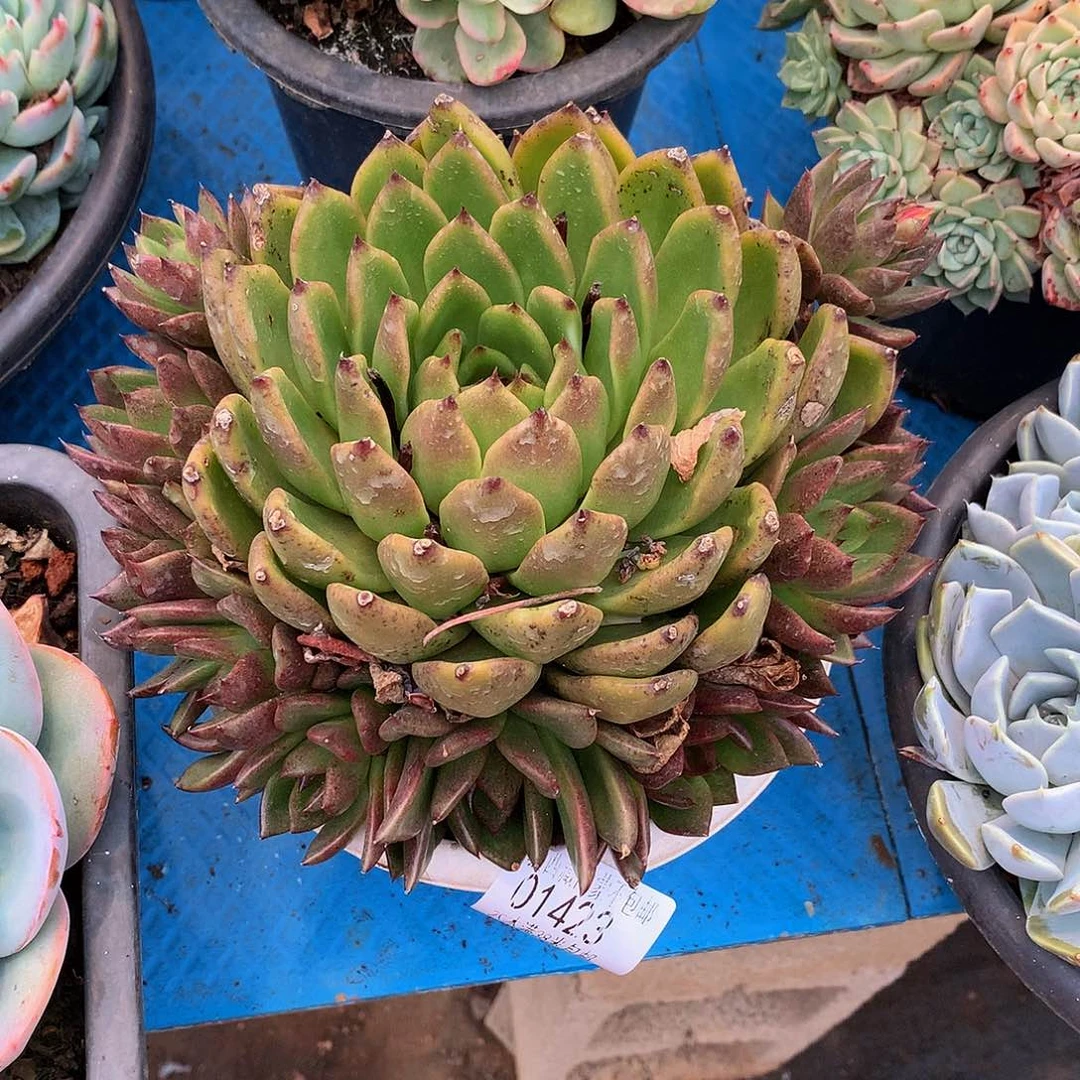 晨**雪    黑水晶01423