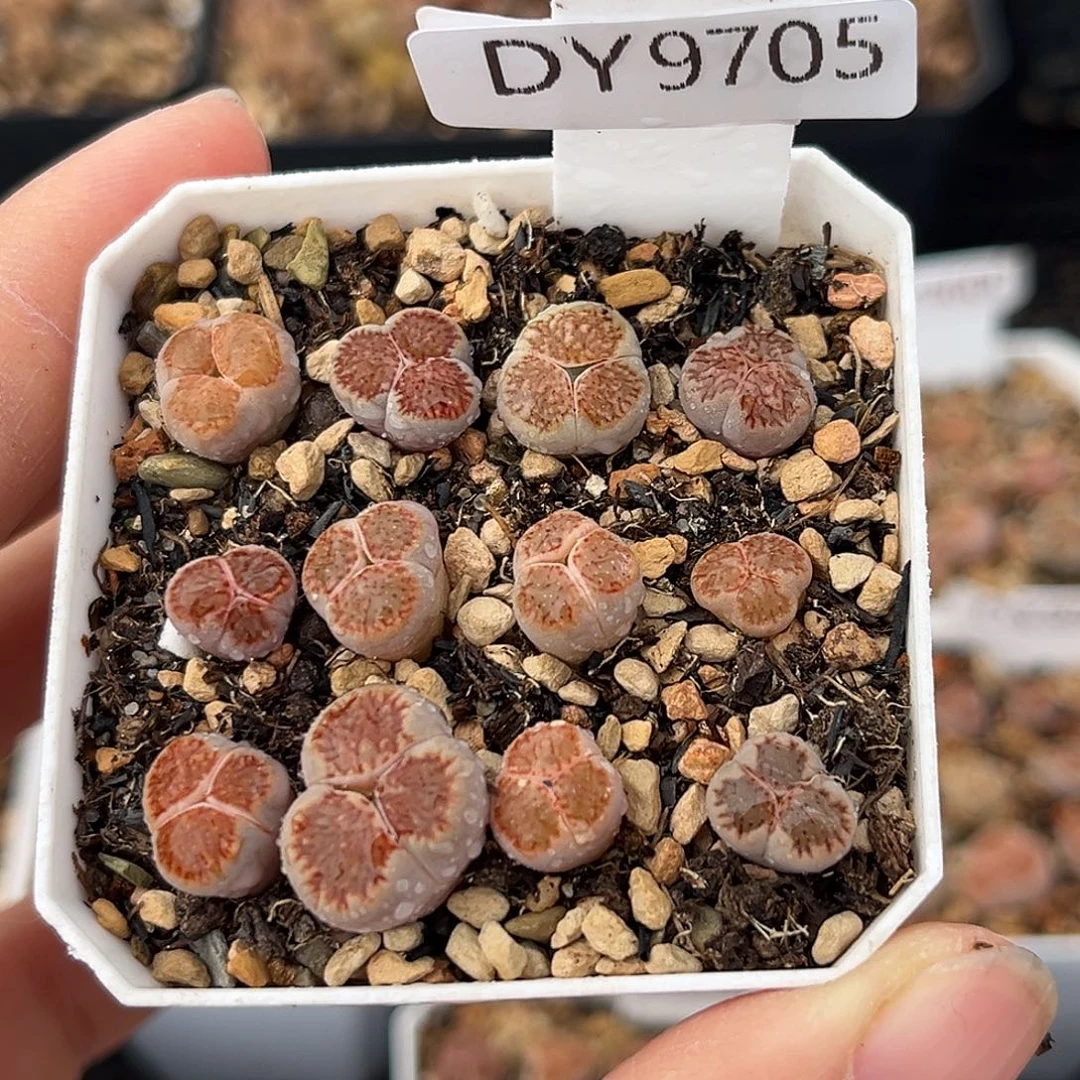 一物一拍红窗菊奔驰9705