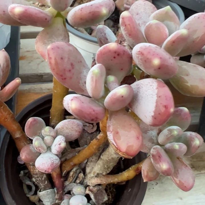 稻田姬多头植物老桩468