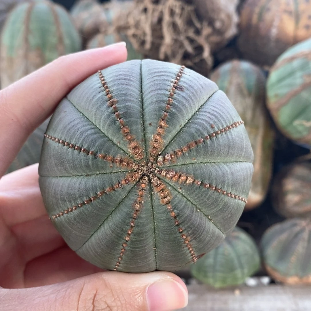 3布纹球精品一物一拍