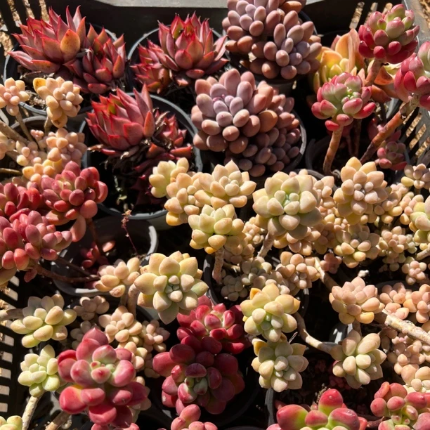 小精品多肉一物一拍 链接对应的价格下单 截图发给客服