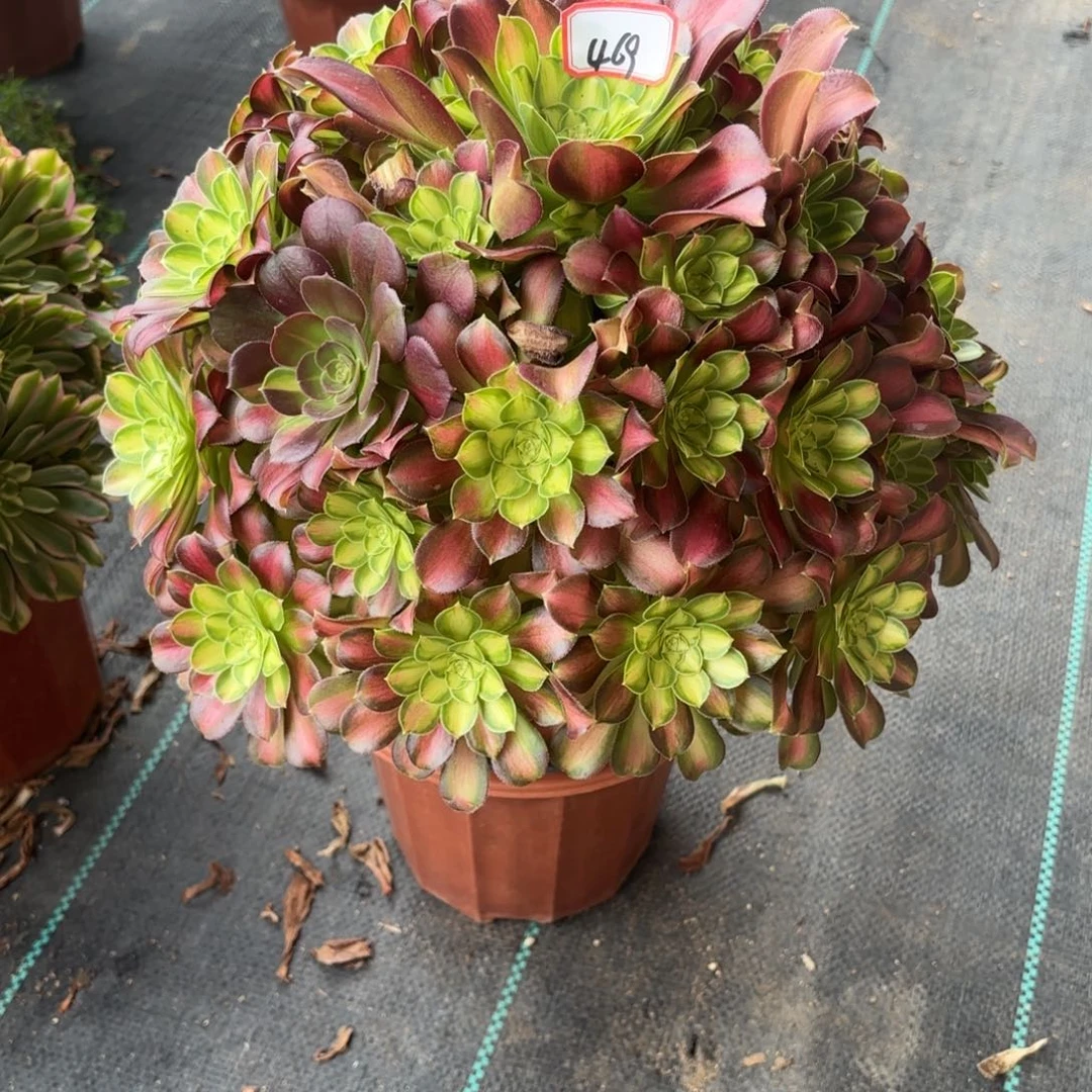 469少华多肉植物