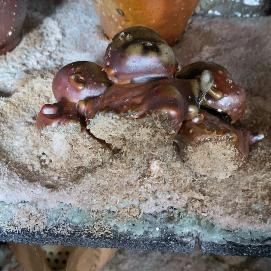 新年快乐，开窑放漏。大*儿628瑕摆件