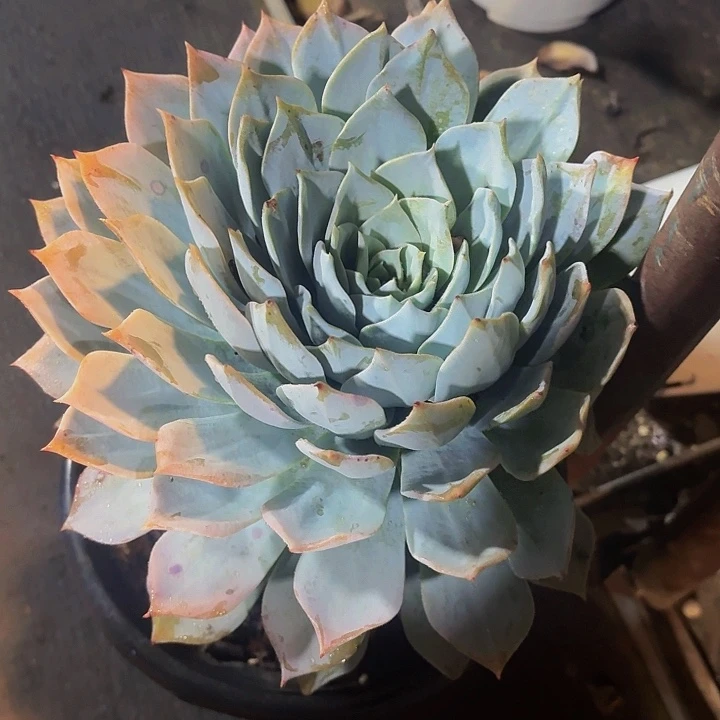 木***贝丽娟花卉薄叶蓝鸟