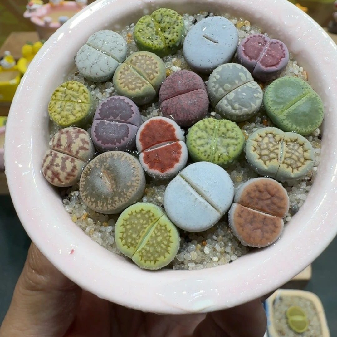 蘑菇1198彩拼多肉植物