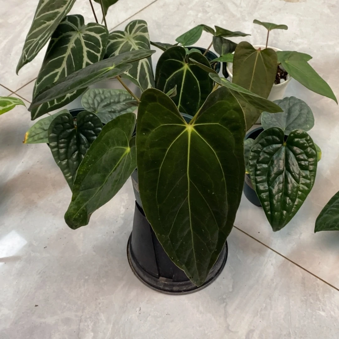 不开花植物加通湖papi