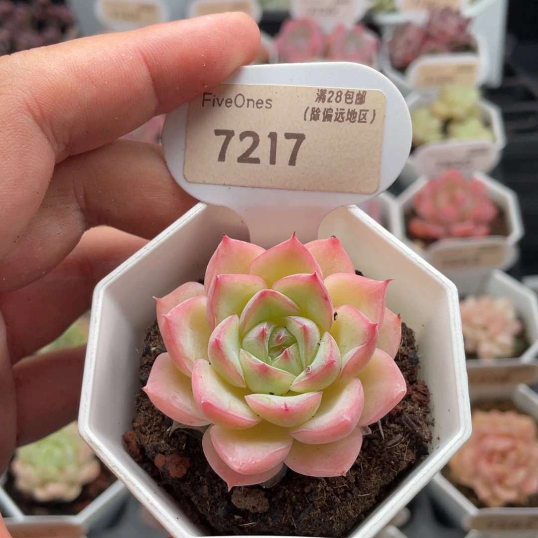 水晶玫瑰7217-5厘米