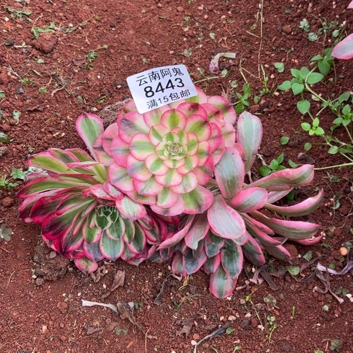 组合8443多肉植物法师