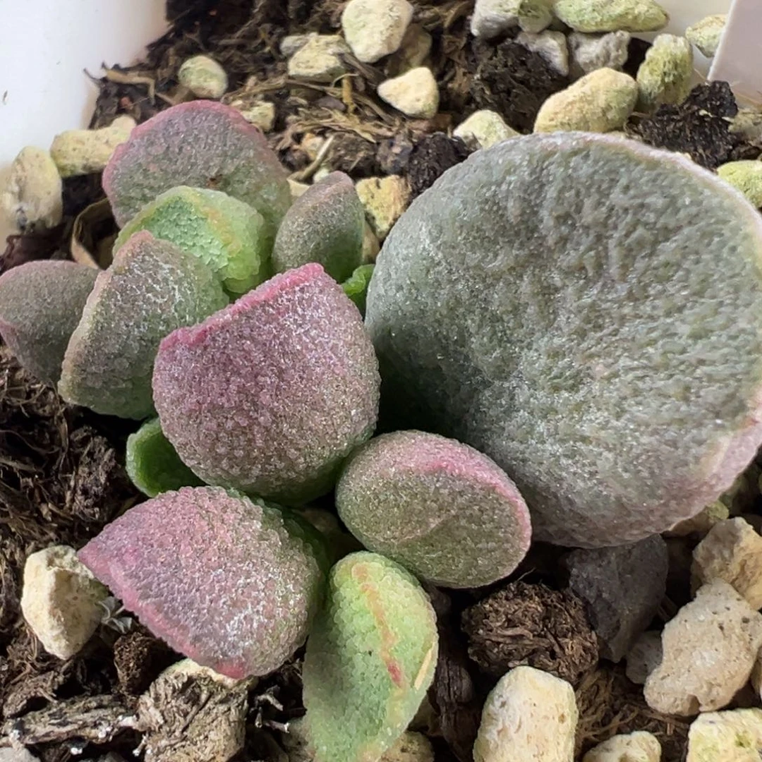 w紫嫣多肉植物水泡