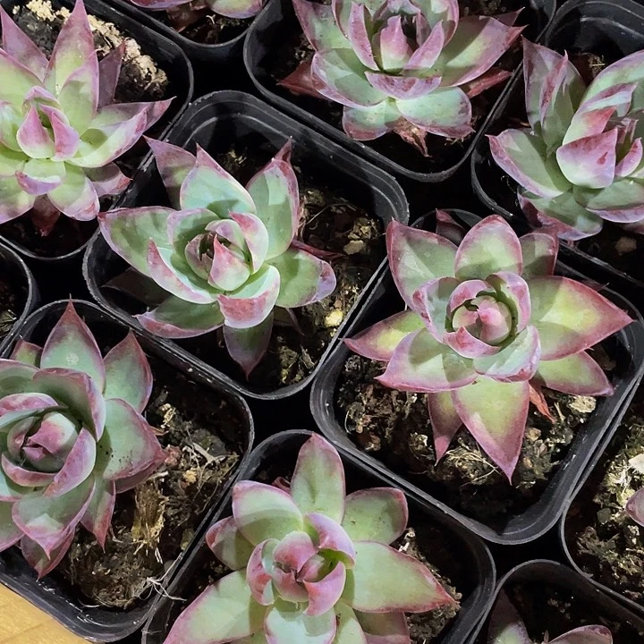 6.5方惊鸿带盆土发