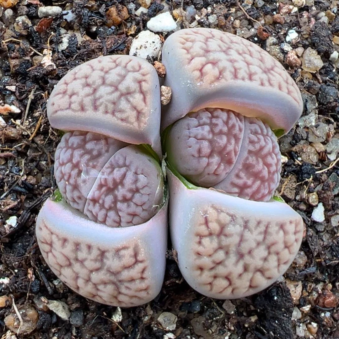 1.20好看的多肉777