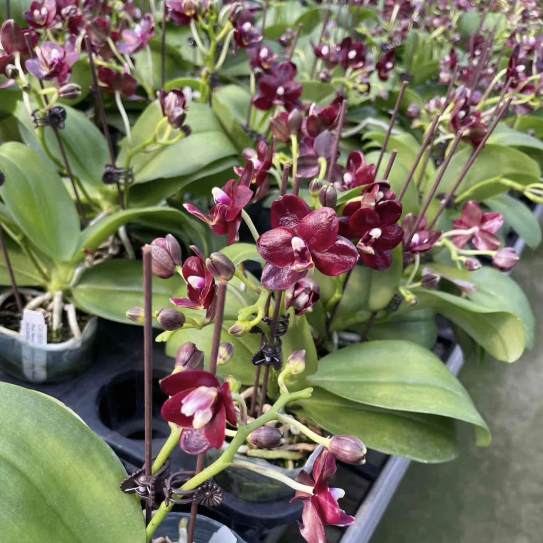 植趣花卉【黑莓/台湾巧克力】新品原生3.0寸苗 生根慢根系弱