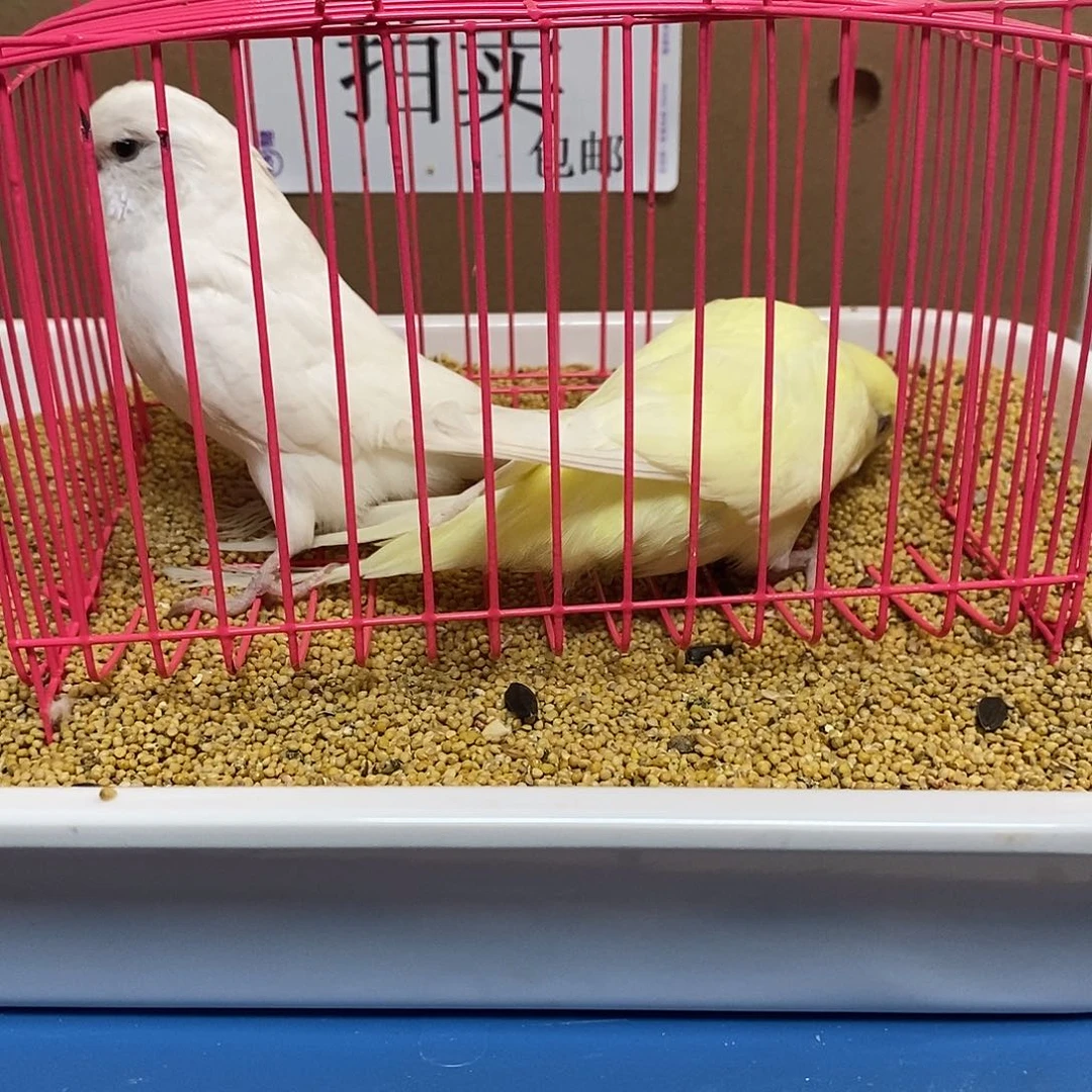 虎皮鹦鹉大头虎皮