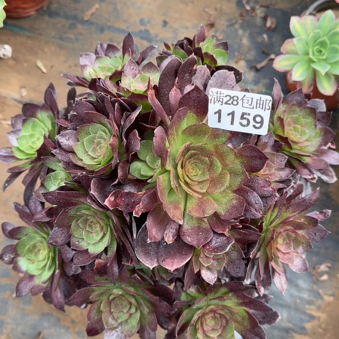 黑魔多肉1159满28包邮断枝不包瑕疵