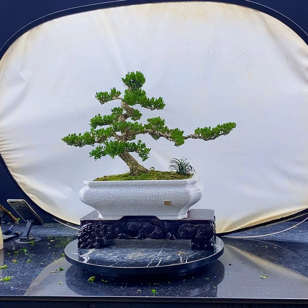 无花朵黄杨盆景造型