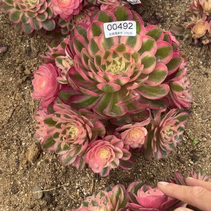 00492倾城多肉植物