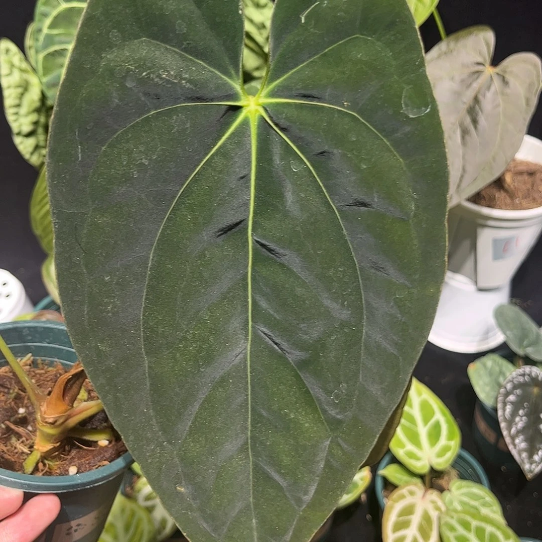 完全开放加通湖papi