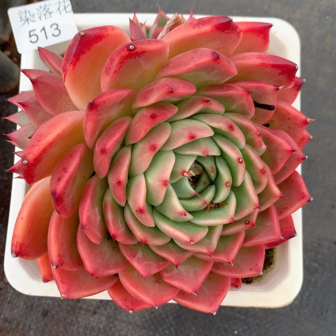 精品多肉植物513