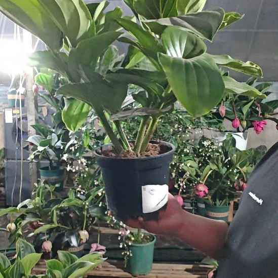 球***球完全开放宝莲灯花基地发货