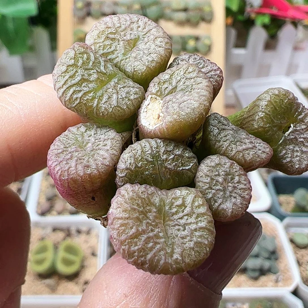 铜壶一群包邮…………………