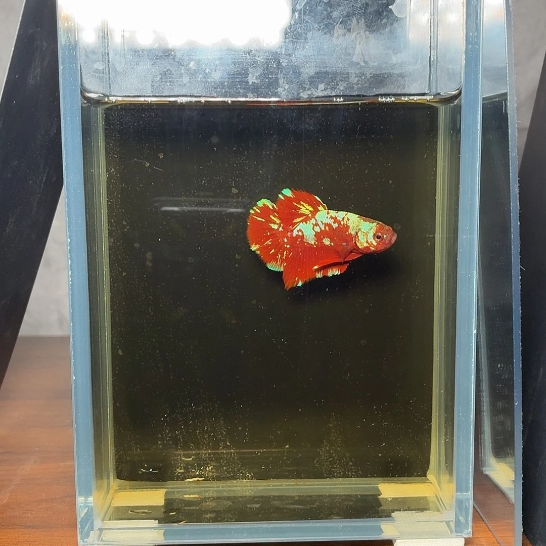 斗鱼彩金将军公鱼