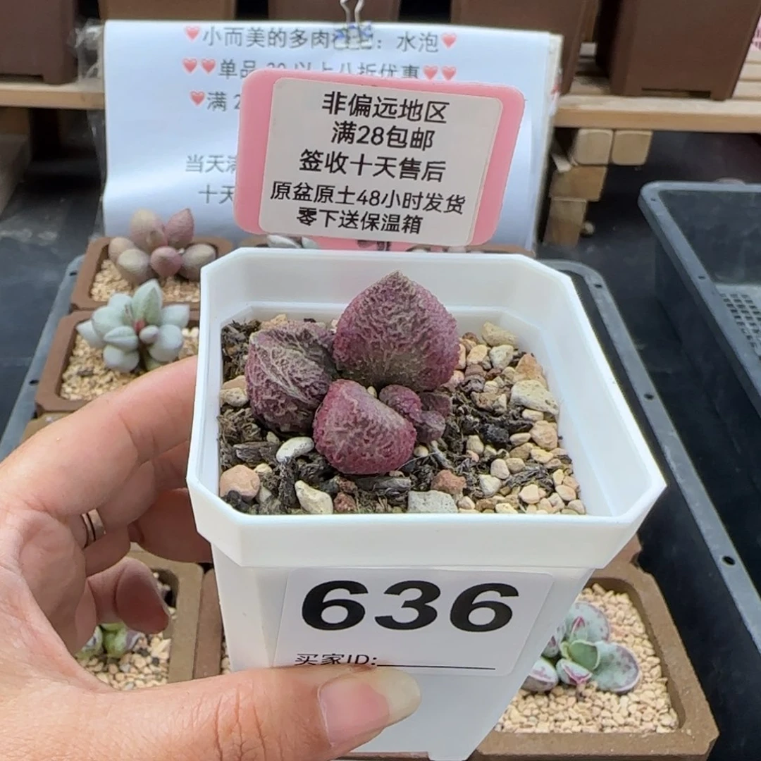 636巨猪宝多肉植物