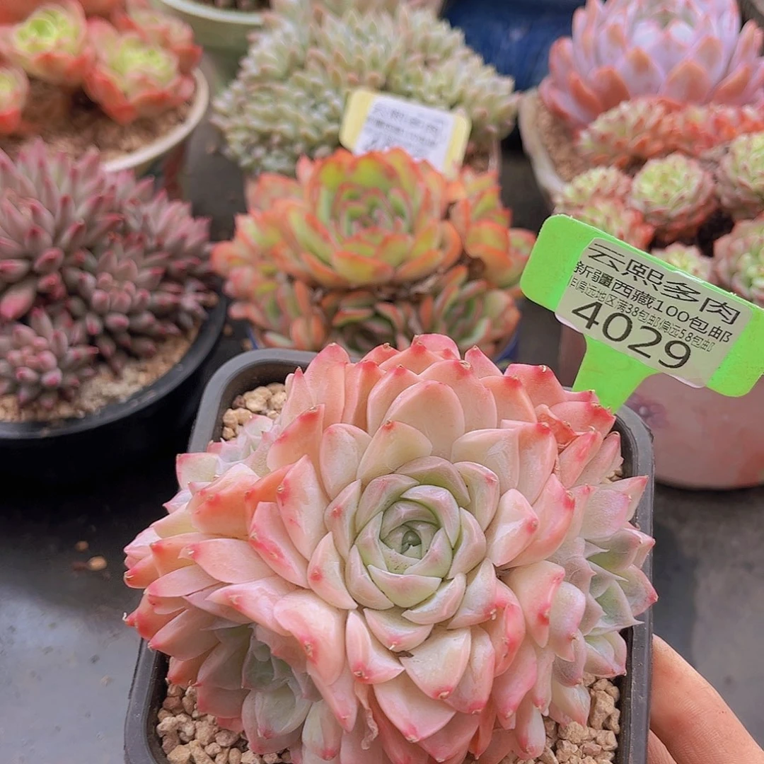 4029牛奶糖多肉植物