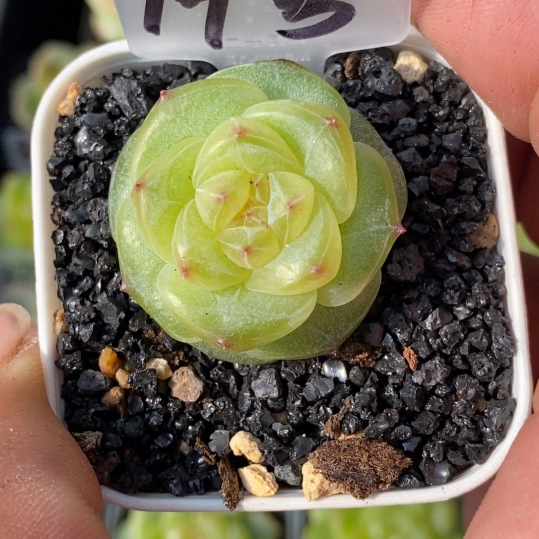 天官赐福百无禁忌