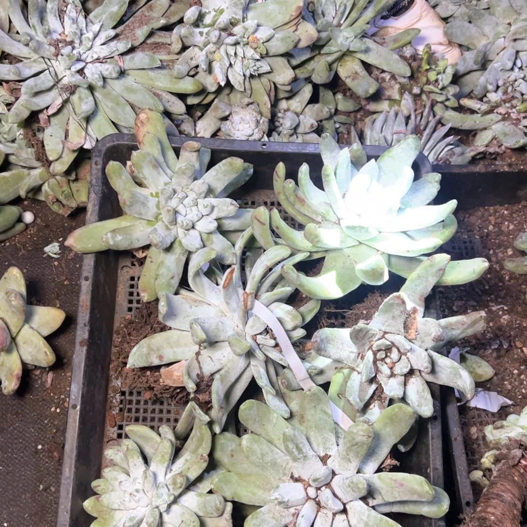 5917哈哈哈哈哈哈哈哈