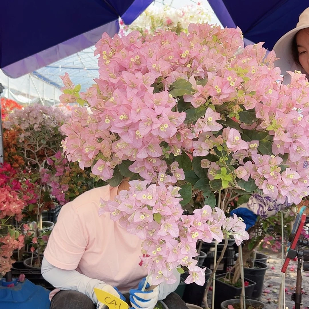 葡***雨大部分花苞少量开放C41丽娜