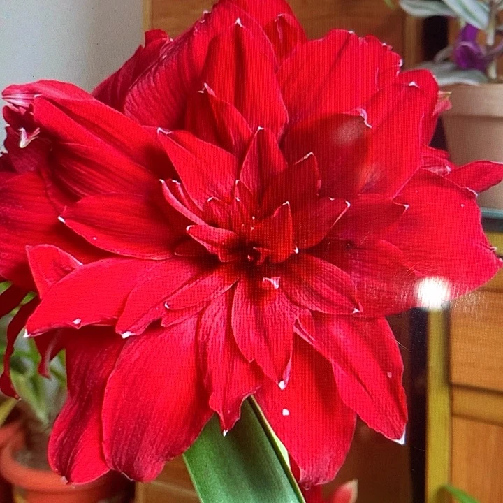 斯佳丽铃声小苗1.5-2cm带盆土一颗