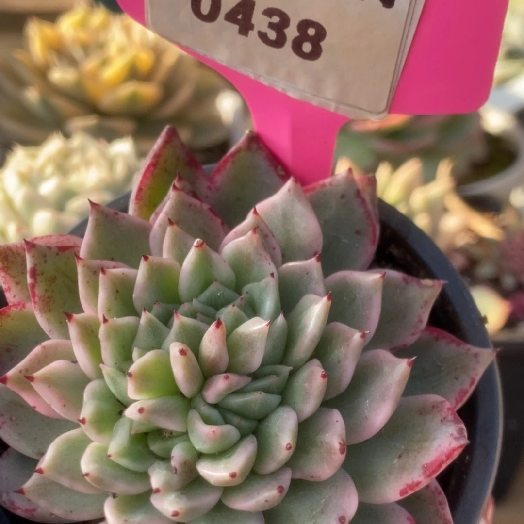 438东云杂锦锦锦锦锦