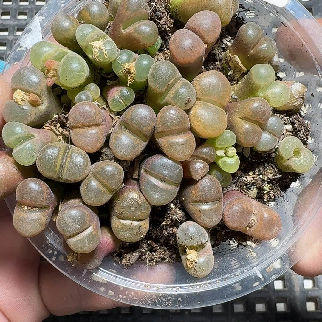 178 多肉植物多肉植物