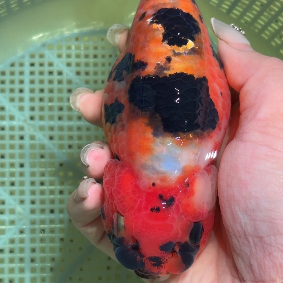 山***风金鱼拍包装包邮，不拍包装运费到付