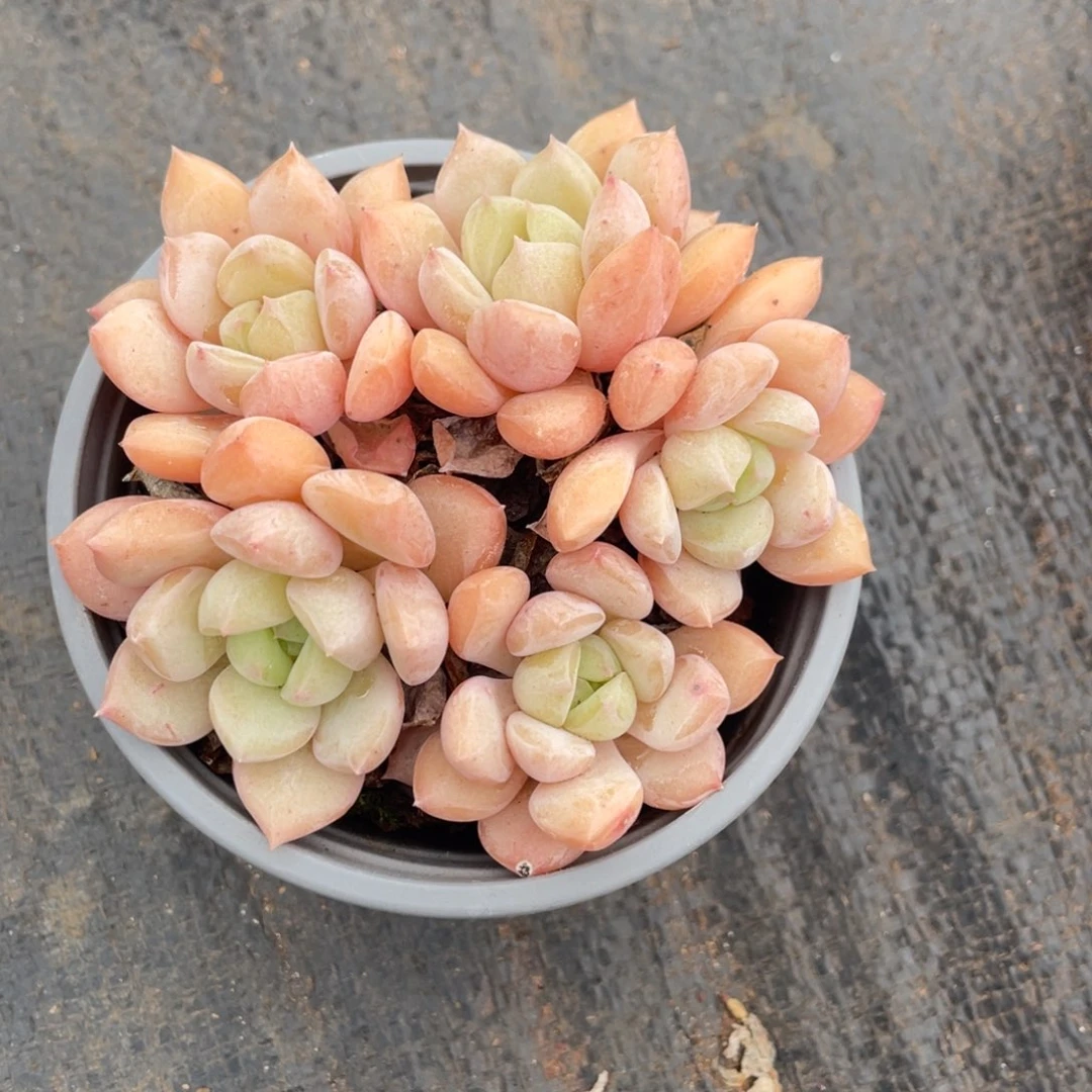 蜜桃格林五头群生