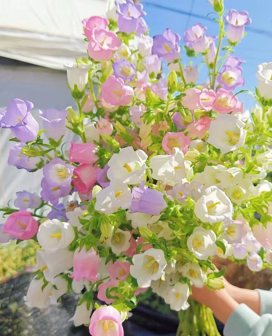随机鲜花一扎