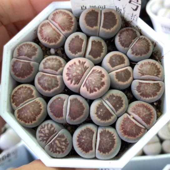 1181，1.5-1.8厘米菊个别微瑕微徒