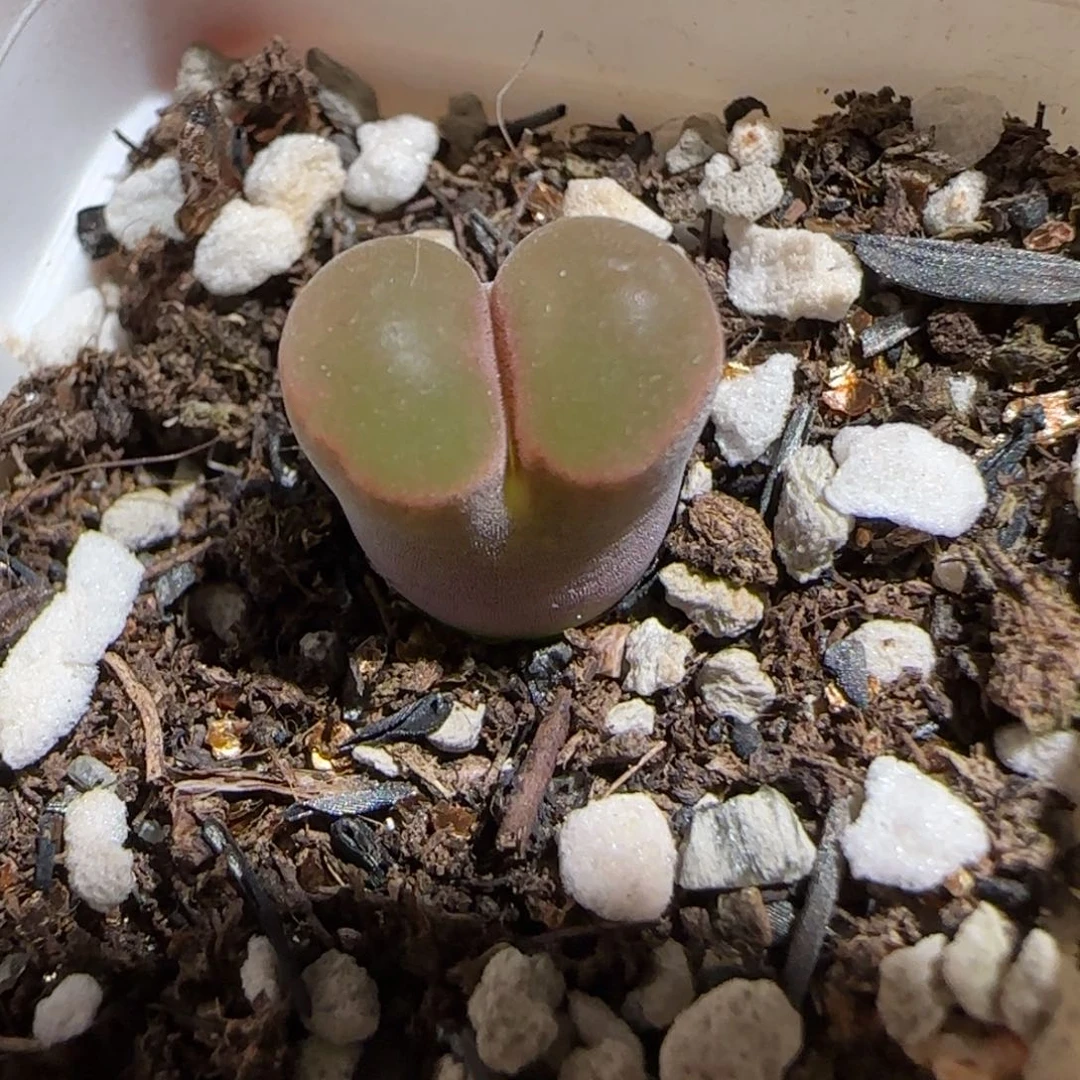 肉锥多肉植物组合-磁铁1567