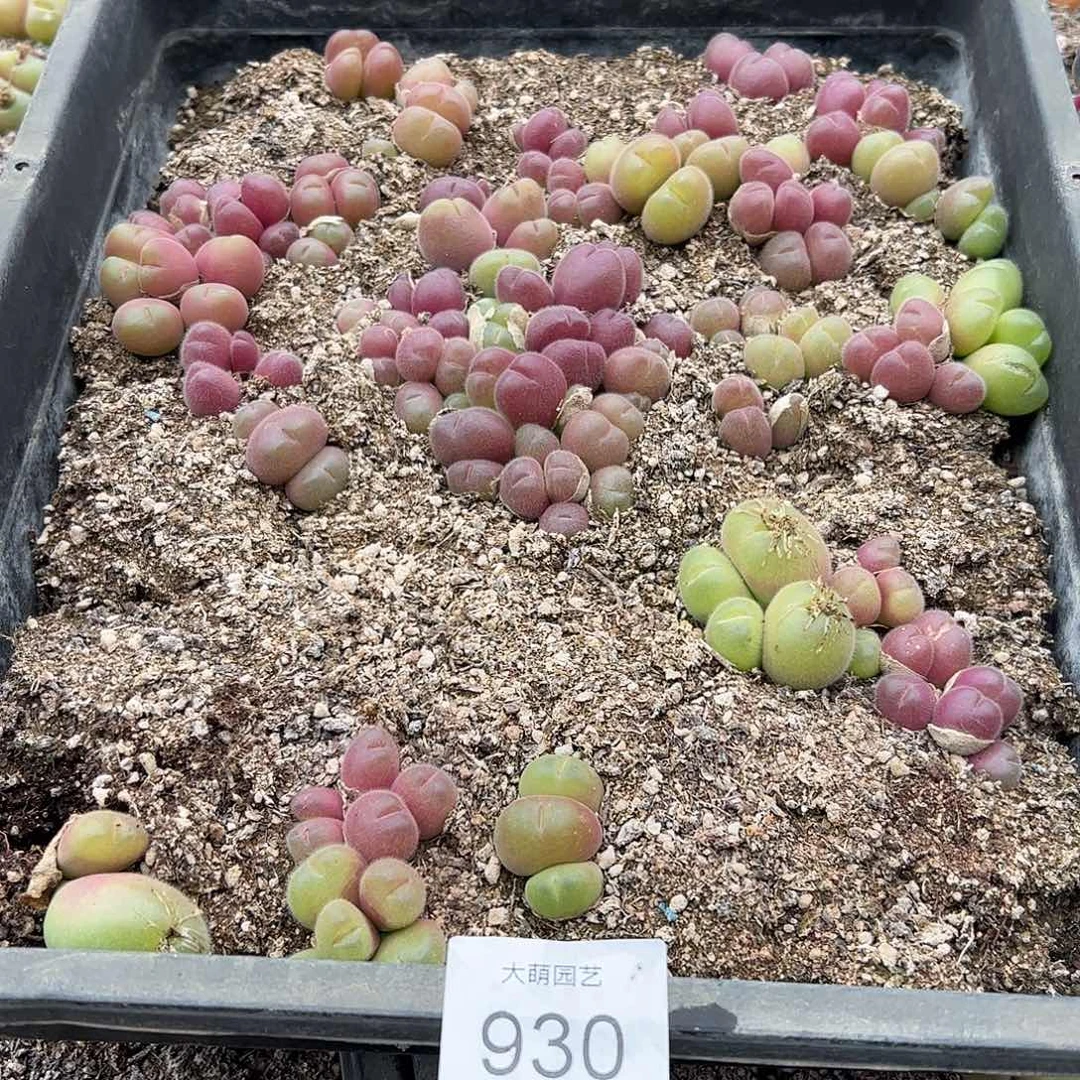 清框脱土发个别有疤。   930