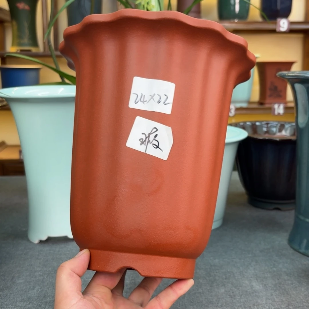花盆紫砂兰花5685698588698