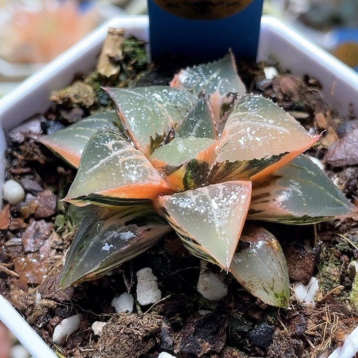 504完美酒吞锦一物一拍