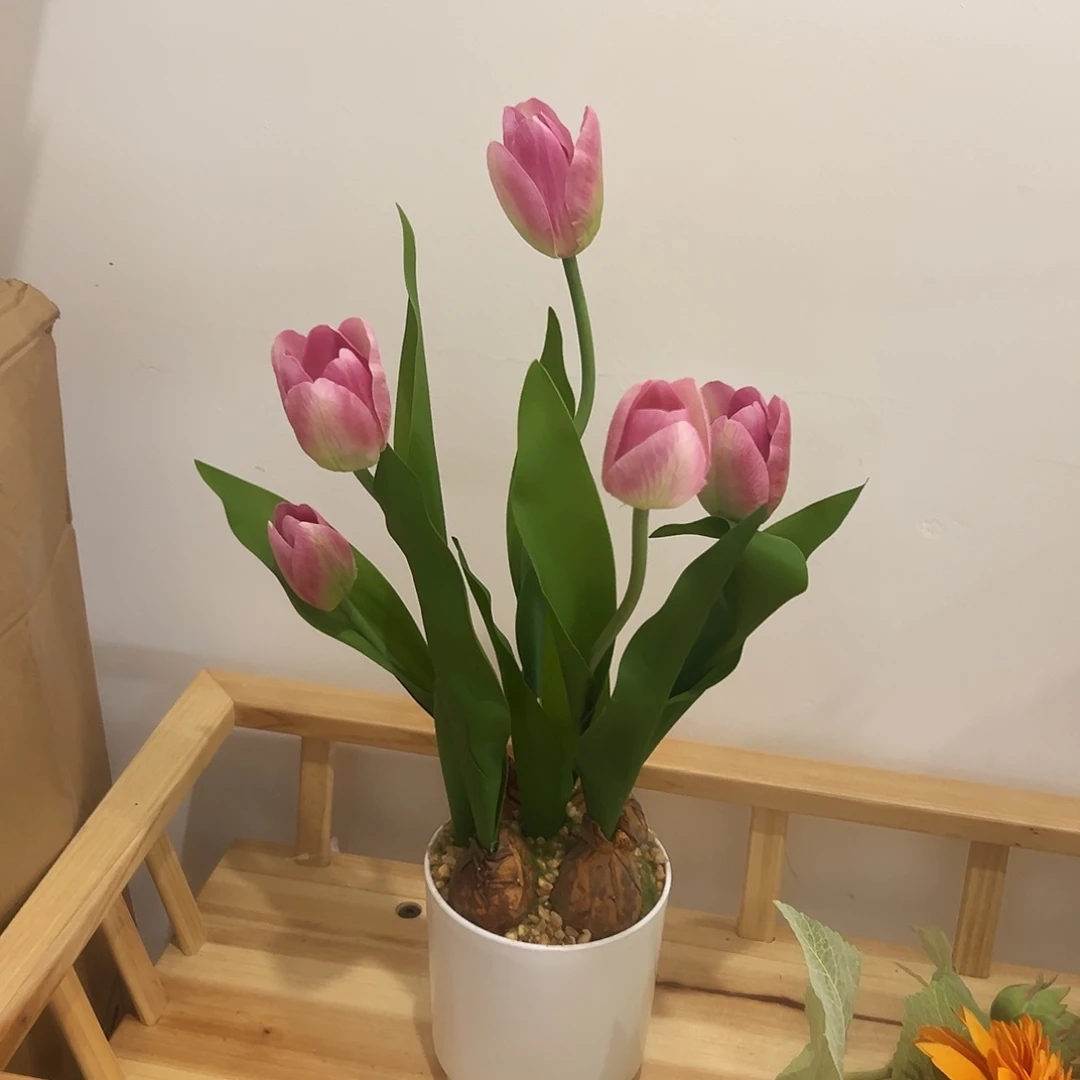 抖音直播间郁金香盆栽