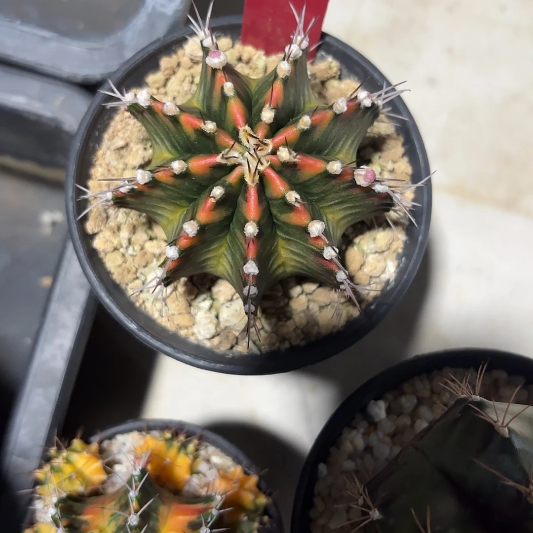 251-1104泰国发货多肉