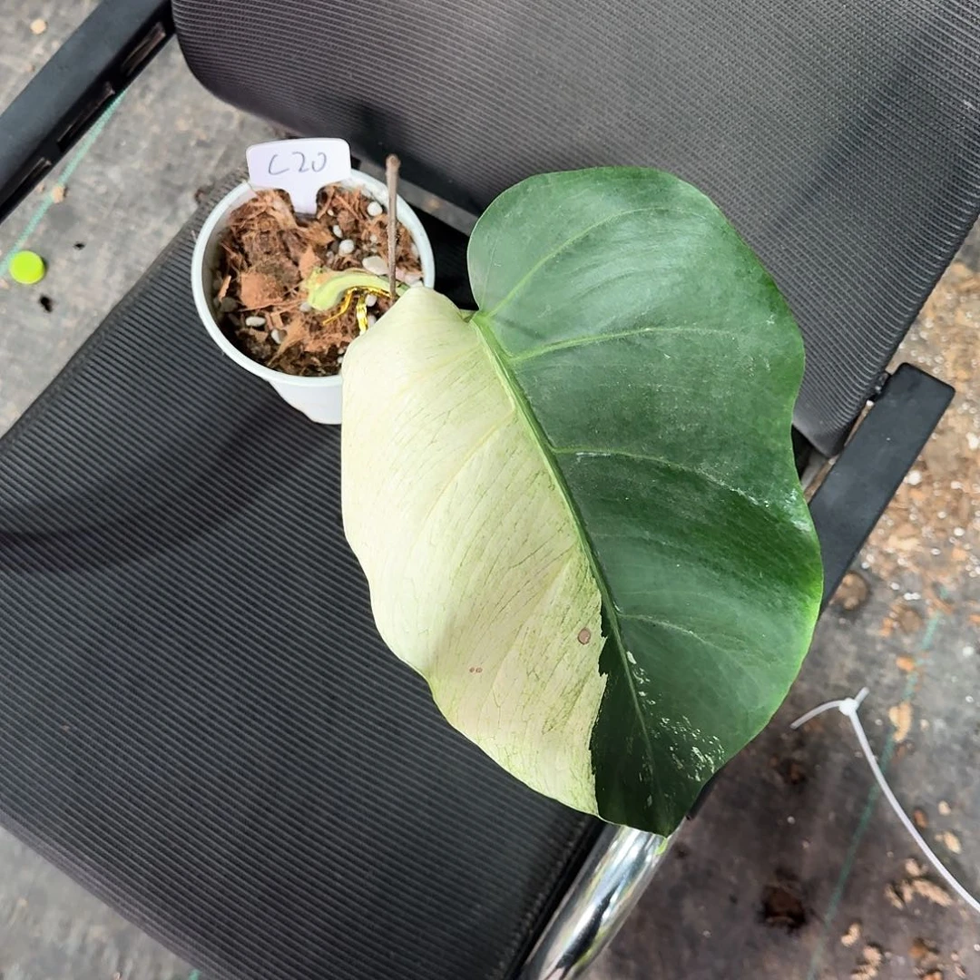 无花朵阿*泰国薄荷c20