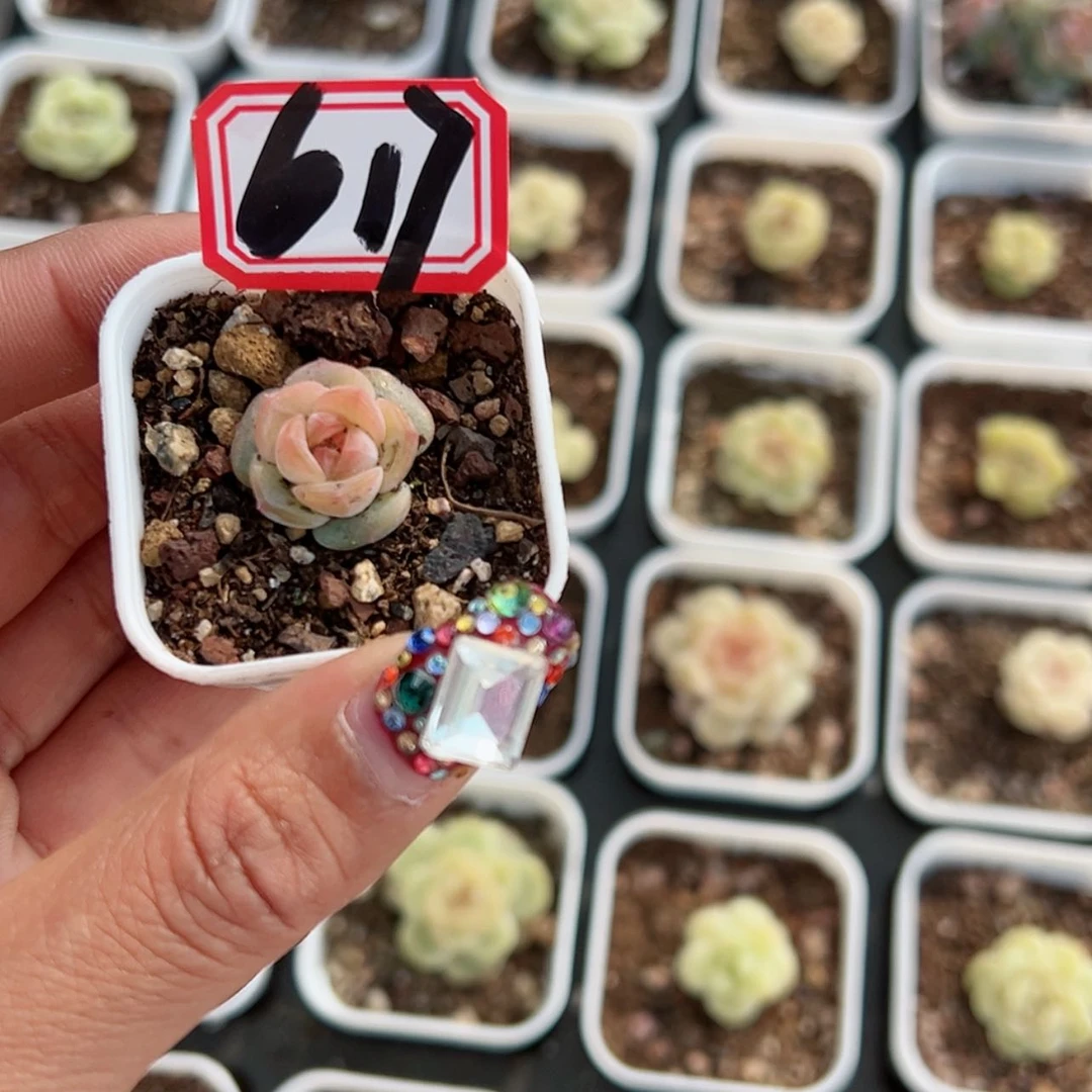 【闪购商品】小**尼617哈哈哈哈哈