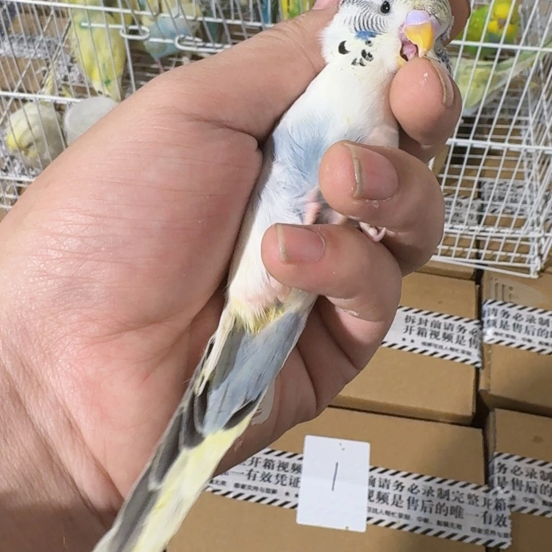 虎皮鹦鹉666666666