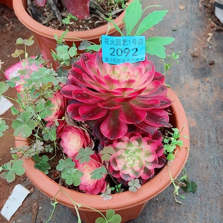 荔枝2092多肉植物