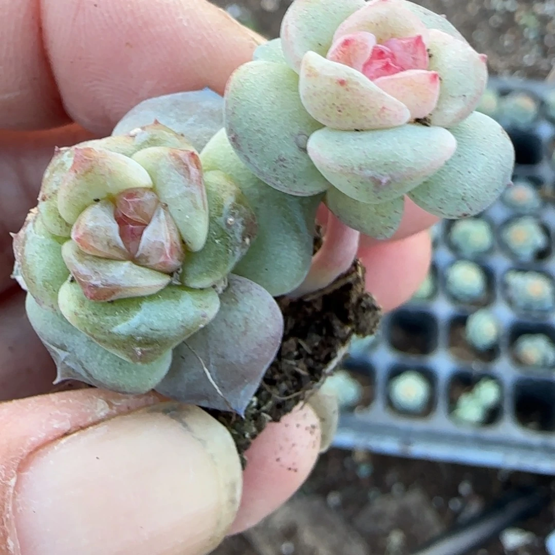 小卡拉米糖心一物一拍